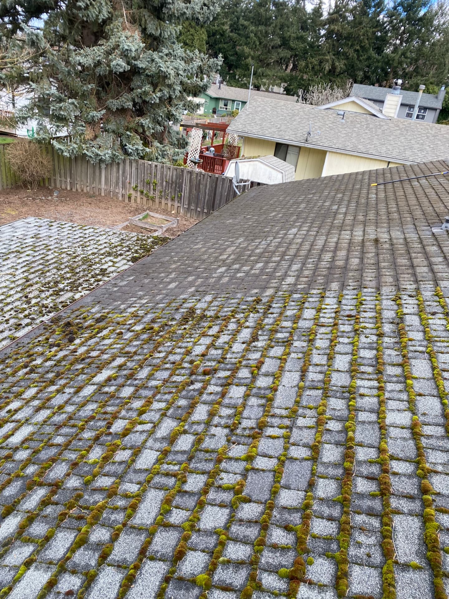 Heavy moss growth on asphalt shingles before roof moss removal in Oregon
